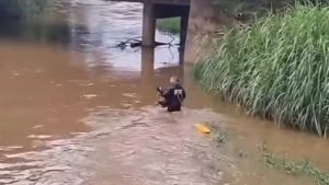 Bombeiros resgatam cão ilhado no rio São João, em Itaúna