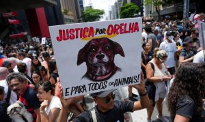 Polícia quer apreender passaporte de envolvido na morte do cão Orelha