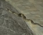 Cobra cascavel é flagrada “passeando” no bairro Icaraí durante o Carnaval