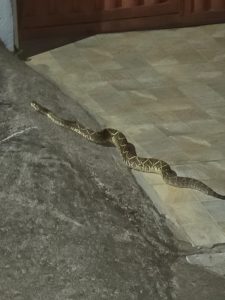 Cobra cascavel &eacute; flagrada &ldquo;passeando&rdquo; no bairro Icara&iacute; durante o Carnaval