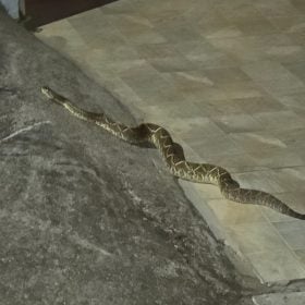 Cobra cascavel &eacute; flagrada &ldquo;passeando&rdquo; no bairro Icara&iacute; durante o Carnaval