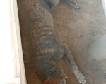 Comunidade pede socorro para animal debilitado em praça pública