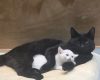 Família procura por gato desaparecido no Dona Rosa, em Divinópolis