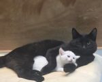 Família procura por gato desaparecido no Dona Rosa, em Divinópolis