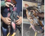 Homem é detido por maus-tratos e criação de galos para rinha em Divinópolis