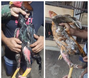 Homem é detido por maus-tratos e criação de galos para rinha em Divinópolis