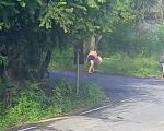 VÍDEO: câmeras registram bebê deixada em mata e colocada sobre bueiro na Grande BH