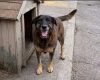 Morte do cão Orelha motiva projetos para punir adolescentes que cometerem violência contra animais