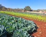 Emater-MG ensina como cultivar uma horta doméstica produtiva