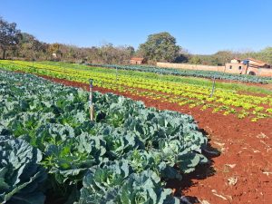 Emater-MG ensina como cultivar uma horta doméstica produtiva