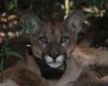 Fauna terrestre e aquática ampliam dados no Painel de Indicadores do Sisema