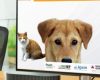 Sistema Estadual de Identificação de Animais Domésticos fortalece a gestão da fauna doméstica em Minas Gerais