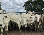 Sindicato Rural de Divinópolis fortalece o agronegócio regional com realização de leilão de gado