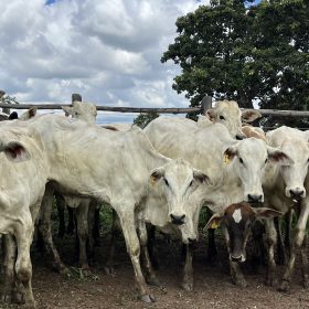 Sindicato Rural de Divinópolis fortalece o agronegócio regional com realização de leilão de gado