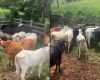PM recupera cabeças de gado furtadas em fazenda de Carmo do Cajuru