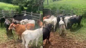 PM recupera cabe&ccedil;as de gado furtadas em fazenda de Carmo do Cajuru