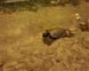 Animal silvestre intriga moradores ao aparecer no centro de Divinópolis