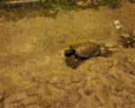 Animal silvestre intriga moradores ao aparecer no centro de Divinópolis