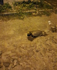 Animal silvestre intriga moradores ao aparecer no centro de Divin&oacute;polis