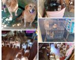 Mais de 60 cães são encontrados em condições insalubres em Dores do Indaiá
