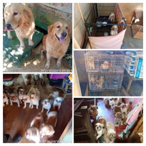 Mais de 60 cães são encontrados em condições insalubres em Dores do Indaiá