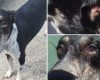 Mulher é presa por maus-tratos e três cães são resgatados em Betim