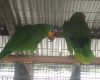 Apreensão de aves silvestres gera multa milionária em Formiga