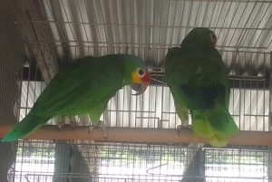 Apreensão de aves silvestres gera multa milionária em Formiga