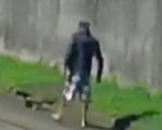 VÍDEO: homem agride tamanduá com pauladas e arrasta animal inconsciente