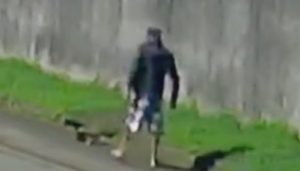 VÍDEO: homem agride tamanduá com pauladas e arrasta animal inconsciente