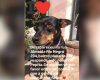 Cachorrinha Pepita desaparece no Planalto e dona pede ajuda para encontrá-la