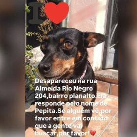 Cachorrinha Pepita desaparece no Planalto e dona pede ajuda para encontrá-la