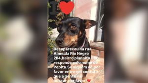 Cachorrinha Pepita desaparece no Planalto e dona pede ajuda para encontrá-la