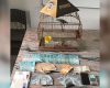 Homem é preso por tráfico de drogas e maus-tratos a animais em Itapecerica