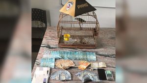 Homem &eacute; preso por tr&aacute;fico de drogas e maus-tratos a animais em Itapecerica