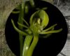 Nova espécie de orquídea é descoberta no Parque Estadual de Grão Mogol