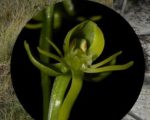 Nova espécie de orquídea é descoberta no Parque Estadual de Grão Mogol