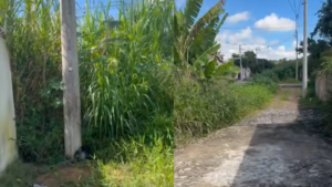 V&Iacute;DEO: Mato alto e lixo pr&oacute;ximo a c&oacute;rrego causam transtornos a moradores em Divin&oacute;polis
