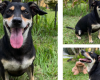 Utilidade Pública: Ajude a encontrar a cachorrinha Maya; recompensa de 1 mil