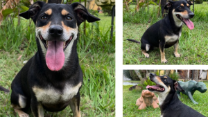 Utilidade P&uacute;blica: Ajude a encontrar a cachorrinha Maya; recompensa de 1 mil