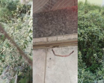 VÍDEOS: Lote abandonado coloca saúde dos moradores do Porto Velho em risco; população cobra solução