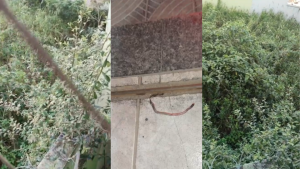 V&Iacute;DEOS: Lote abandonado coloca sa&uacute;de dos moradores do Porto Velho em risco; popula&ccedil;&atilde;o cobra solu&ccedil;&atilde;o