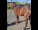 Cavalo ferido após atropelamento perto do aeroporto de Divinópolis gera indignação