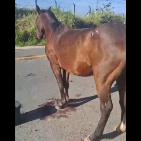 Cavalo ferido após atropelamento perto do aeroporto de Divinópolis gera indignação