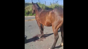 Cavalo ferido ap&oacute;s atropelamento perto do aeroporto de Divin&oacute;polis gera indigna&ccedil;&atilde;o