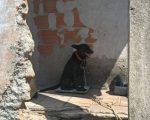 Homem é preso por maus-tratos a cão em Itaúna