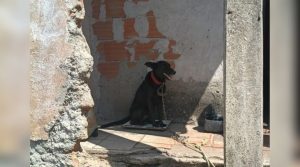 Homem é preso por maus-tratos a cão em Itaúna