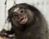 Minas Gerais devolve cerca de 5 mil animais silvestres por ano à natureza com atendimento especializado