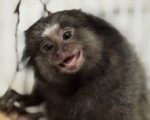 Minas Gerais devolve cerca de 5 mil animais silvestres por ano à natureza com atendimento especializado