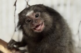 Minas Gerais devolve cerca de 5 mil animais silvestres por ano &agrave; natureza com atendimento especializado